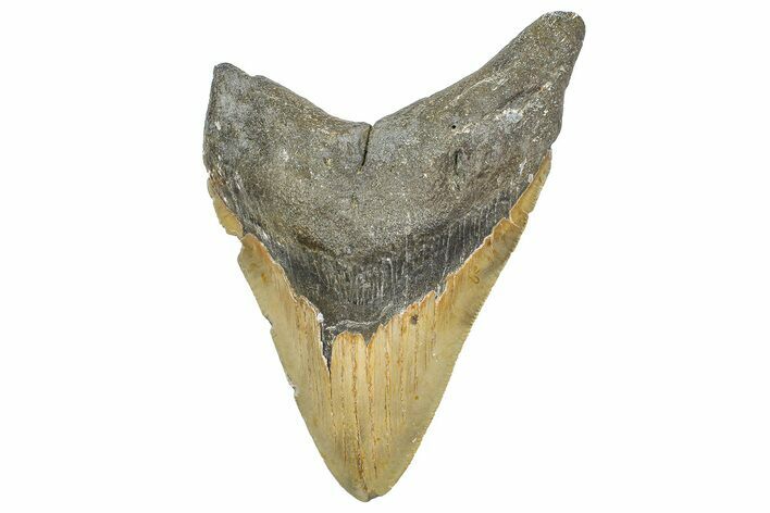 Serrated, Fossil Megalodon Tooth - North Carolina #346339